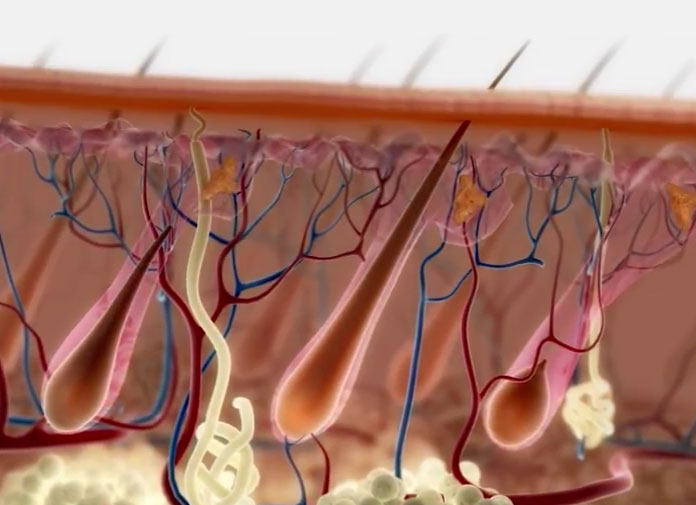 Replicel hair regrowth technology and their clinical trial result
