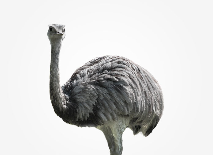 Results Of The Emu Oil Hair Growth Study By Dr Holick