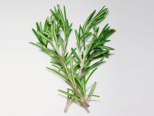 Rosemary Oil for Hair Growth – Not Working So Well? Here Is the MISSING Link