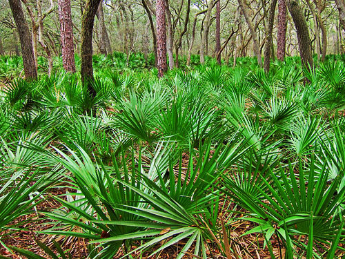 The Ultimate Saw Palmetto-Hair Loss Guide (+ 2 SP Growth Recipes)